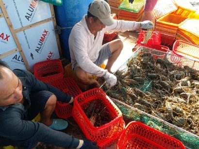 Cam Bình được mùa tôm hùm, người nuôi lãi khá