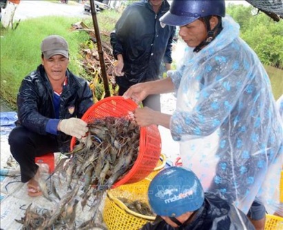 Xây dựng chuỗi sản xuất tôm an toàn dịch bệnh phục vụ xuất khẩu