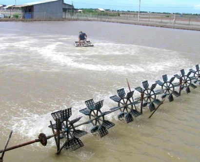 Năm 2018: Tổng sản lượng thuỷ sản ước đạt 550.000 tấn