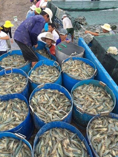 Tăng giá thức ăn nuôi tôm: Chỉ dấu bất thường!