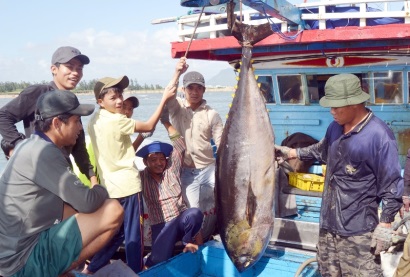 Ngư dân Phú Yên trúng đậm cá ngừ đại dương