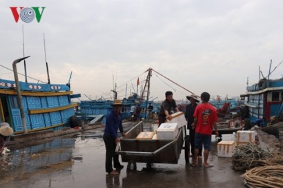 Ngư dân miền Trung hối hả chuyến biển cuối năm