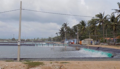 Để nuôi tôm nước lợ thắng lợi