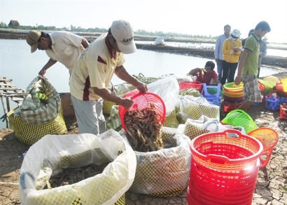 Lưu ý trong vụ tôm mới
