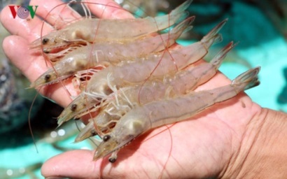 3 sản phẩm nuôi chủ lực dành cho xuất khẩu