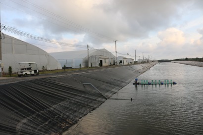 Cuộc chơi công nghệ nuôi tôm 4.0 của Việt Úc