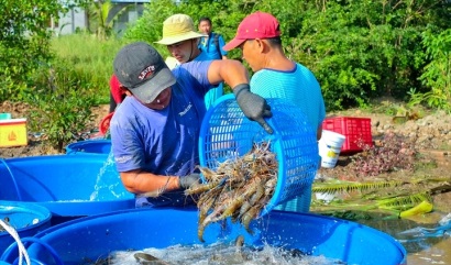 Hai nút thắt cần gỡ để xuất khẩu thủy sản bứt phá