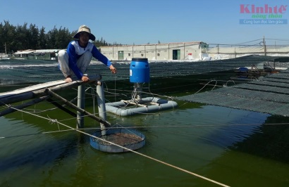 Quảng Nam: Nuôi tôm ứng dụng công nghệ cao đầu tiên trên cả nước