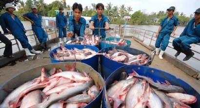 Cá tra sẽ phải vượt nhiều rào cản kỹ thuật