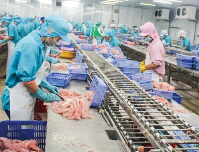 Diện tích cá tra thương phẩm đạt 5400 ha