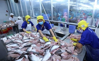 Vĩnh Hoàn không ảnh hưởng nếu nguồn cung cá thiếu hụt