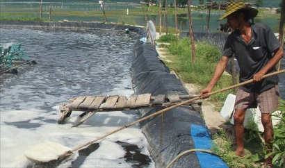 Nuôi tôm cổ phần - được nhiều, thua ít