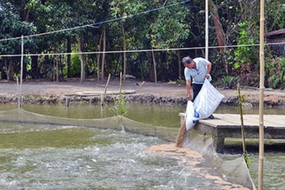 Hậu Giang: Diện tích thả nuôi cá tra tăng