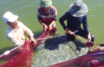 Lợi kép từ nuôi tôm an toàn