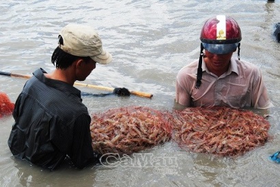 Xây dựng doanh nghiệp xã hội để liên kết chuỗi ngành hàng tôm