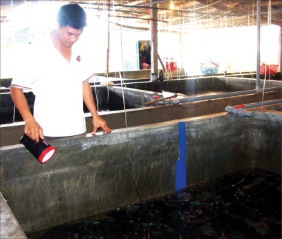 Vẫn lo thiếu tôm giống