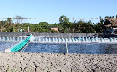 Thời tiết bất thường, người nuôi tôm gặp khó