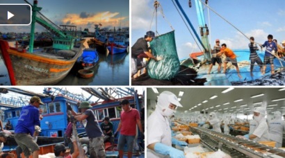 Phú Yên nỗ lực tháo gỡ thẻ vàng EC về thuỷ sản