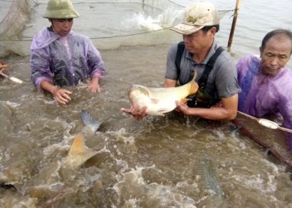Nuôi cá chép Vân Nam xen các loại cá truyền thống 