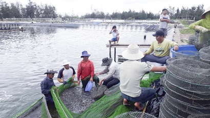 Quảng Trị: Hiệu quả từ nuôi tôm trên cát ở Triệu Phong