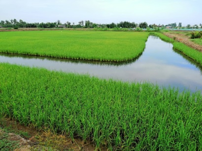 Đường xuất khẩu gập ghềnh của con tôm