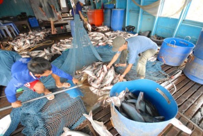 Cá tra đang thất mùa, mất giá!
