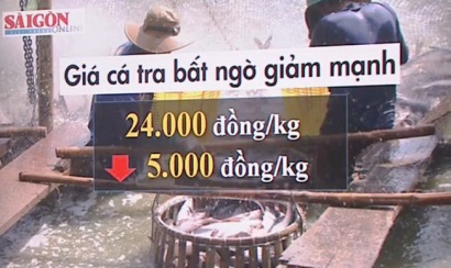Giá cá tra chìm nổi vì tâm lý "ăn xổi"