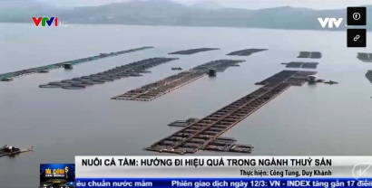 Phát triển cá tầm: Hướng đi hiệu quả trong ngành thủy sản