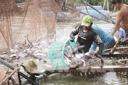 Có nên trữ cá tra như lúa gạo?
