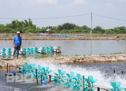 Mở hướng nuôi tôm an toàn, bền vững