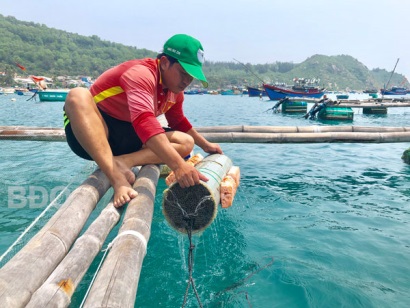 Nuôi mực ở Nhơn Châu