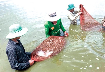Ngành hàng tôm xuất khẩu: Xây dựng chuỗi giá trị để phát triển bền vững