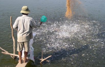 Xuất khẩu cá tra: Diễn biến trái chiều, doanh nghiệp lo lắng