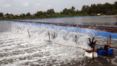 Mô hình nuôi tôm thẻ chân trắng an toàn