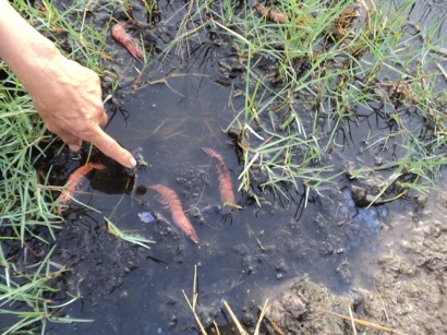 Kiên Giang: Cấp hơn 2,5 tấn Chlorine xử lý các ổ dịch bệnh tôm nuôi