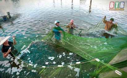 Nuôi tôm nước lợ - tiềm năng và thách thức. Kỳ 1: Những cách làm hay
