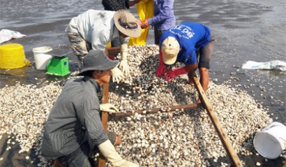 Tiền Giang: Thả nuôi 2.200 ha nghêu ven biển Tân Thành