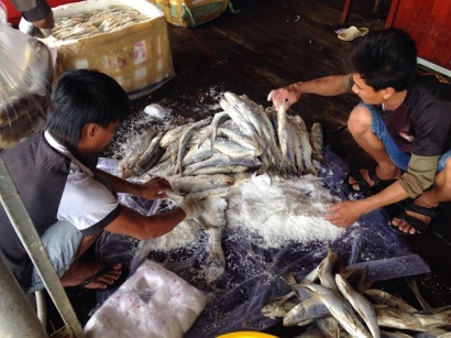 Đánh bắt xa bờ, ngư dân liên tiếp trúng mùa