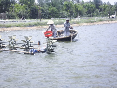 Tháo gỡ rào cản để phát triển nuôi tôm bền vững