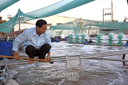 Cà Mau: Dùng tre làm ao nổi nuôi tôm