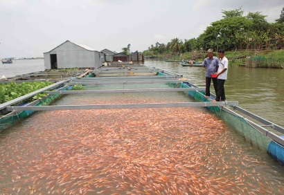 Điểm nghẽn trong xuất khẩu cá nước ngọt