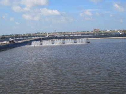 Nuôi tôm thẻ chân trắng công nghiệp hai giai đoạn trên ao lót bạt