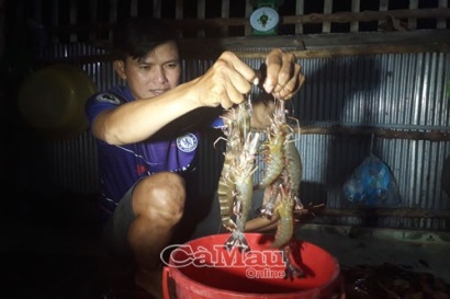 Chuyện nuôi tôm sinh thái