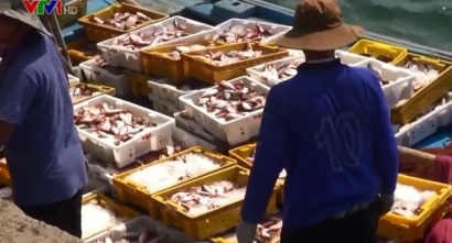 Ngư dân Quảng Ngãi trúng đậm hải sản