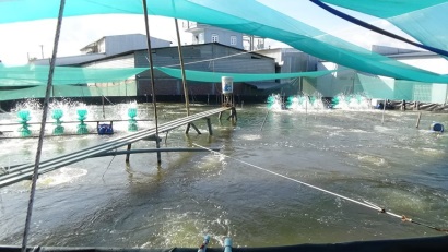 Cà Mau: Phát triển nuôi tôm siêu thâm canh