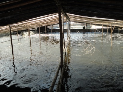 Một số biện pháp phòng bệnh tổng hợp cho thủy sản trong mùa nắng nóng