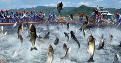 Nam Việt và chiến lược đầu tư vào "vùng lõi" của cá tra