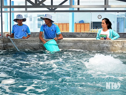 Ninh Thuận: Hướng tới mục tiêu xây dựng tỉnh ta thành trung tâm sản xuất tôm giống chất lượng cao của cả nước