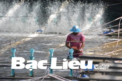 Huyện Hồng Dân (Bạc Liêu): Xuống giống dứt điểm hơn 25.000ha tôm sú vụ 1