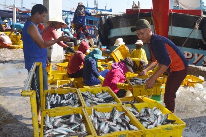 Phú Yên: Ngư dân Đông Hòa được mùa cá nục, cá ồ